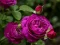 Leikur Purple Roses á netinu