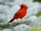 Leikur Birds Puzzle á netinu