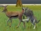 Leikur Wolf Life Simulator á netinu