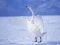Leikur Graceful Swans á netinu