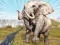 Leikur Zoo Anomaly Simulation á netinu