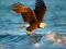 Leikur Animals Jigsaw Puzzle Eagle á netinu