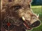 Leikur Boar Hunting Jigsaw á netinu