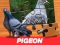 Leikur Pigeon Jigsaw Puzzle á netinu