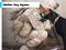 Leikur Soldier Dog Jigsaw á netinu