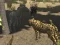 Leikur African Cheetah Hunting Simulator á netinu