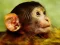 Leikur Funny Baby Monkey á netinu