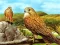 Leikur Birds of Prey Slide á netinu