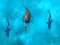 Leikur Avoid the Sharks á netinu
