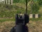 Leikur Army Shooter á netinu