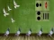 Leikur Pigeon Escape 2 á netinu