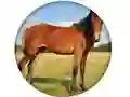 Leikur Animal Quiz á netinu