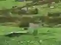 Leikur Pigeons Hunting á netinu