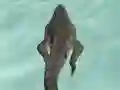 Leikur Crocodile Simulator Beach Hunt á netinu