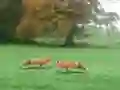 Leikur Hunted Fox á netinu