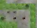 Leikur Spider Tower Defence á netinu