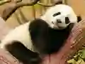 Leikur Animal Differences á netinu