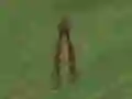 Leikur Dino Hunt á netinu