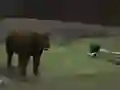 Leikur Bear Den á netinu