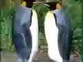 Leikur Penguin Puzzle á netinu