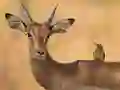 Leikur Wild Deer Jigsaw á netinu