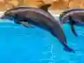 Leikur Sea Dolphin Jigsaw á netinu