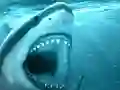 Leikur Hungry Shark á netinu