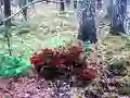 Leikur Bernati Forest Adventure á netinu