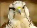 Leikur Gyrfalcon Jigsaw á netinu