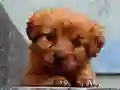 Leikur Puppy Puzzle á netinu