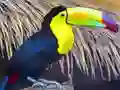Leikur Toucan Bird Jigsaw á netinu