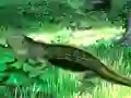 Leikur Lizard Forest Escape á netinu