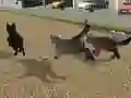 Leikur Run Cat Cat Race á netinu