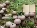 Leikur Lycoperdon Mushroom Land Escape á netinu