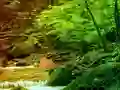 Leikur Peaceful Rainbow Forest Escape á netinu