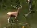 Leikur Sniper Hunting Deadly Animal á netinu