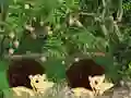 Leikur Escape From Mango Farm á netinu