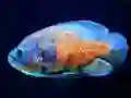 Leikur Tiger Fish Jigsaw á netinu