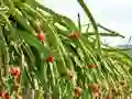 Leikur Dragon Fruit Animal Escape á netinu