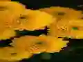 Leikur Chrysanthemums Jigsaw á netinu