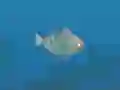 Leikur Fish Companions á netinu