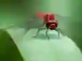 Leikur Dragon Fly Jigsaw á netinu