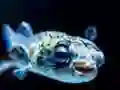 Leikur Puffer Fish Jigsaw á netinu