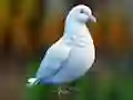 Leikur Realistic Pigeon Rescue á netinu
