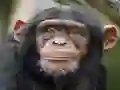 Leikur Chimpanzee Jigsaw á netinu