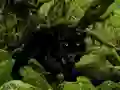 Leikur Escape from Black Panther Forest á netinu