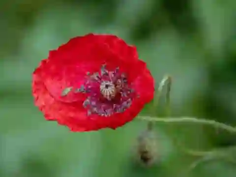 Leikur Poppy Nature Flower Jigsaw á netinu