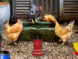 Leikur Poultry Farm Easter Escape á netinu