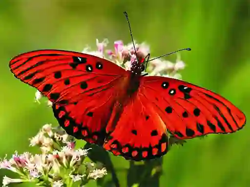 Leikur Nature Jigsaw Puzzle Butterfly á netinu