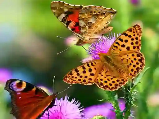 Leikur Butterfly Slide á netinu